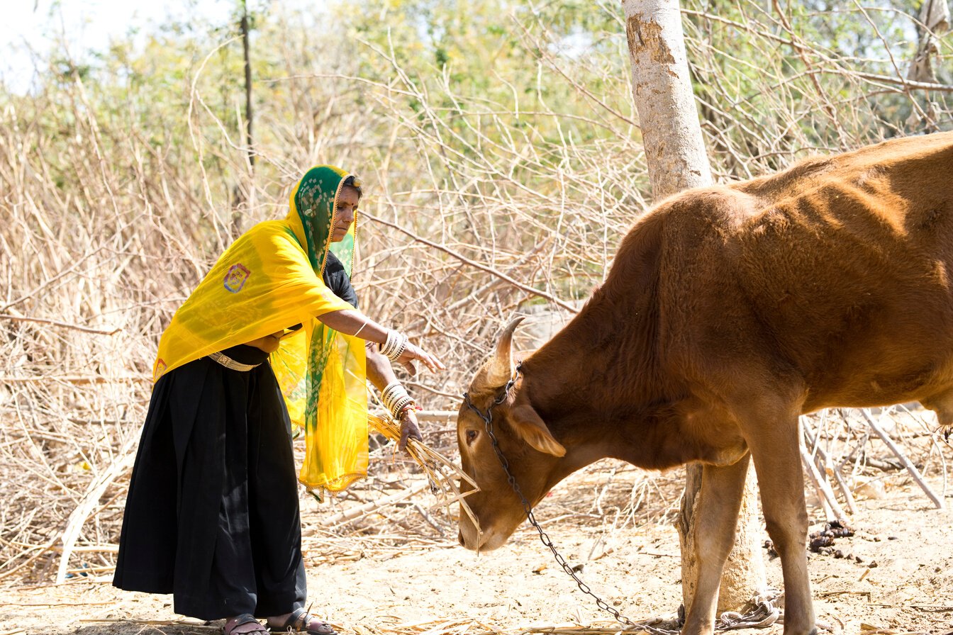 Indian woman feeding cow